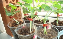 Schemes and subtleties of grafting watermelon on a pumpkin