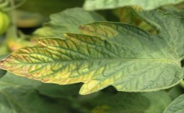 Why light spots appear on tomato leaves: determine the cause and save our harvest