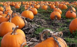 Why does pumpkin rot in the garden, what to do with this problem and how to prevent its appearance