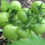 We solve problems with the tomato harvest: what to do if the tomatoes in the greenhouse do not turn red