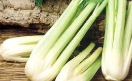 A step-by-step guide to growing stalked celery outdoors