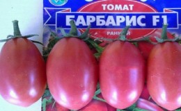 How to grow a tomato hybrid
