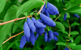 Productivity variety of honeysuckle