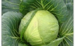 High-yielding cold-tolerant hybrid of Tobia f1 cabbage