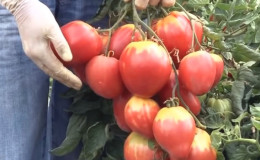 A new variety that has already managed to fall in love with farmers - the tomato
