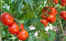 Low-growing variety for novice summer residents - tomato 