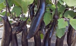 Unpretentious in care and amazing-tasting eggplant