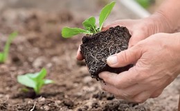 How best to plant cauliflower: seedling and seedless methods