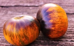 Fascinating bicolor fruits with amazing taste: tomato