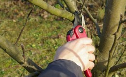 Step-by-step instructions for pruning apple trees in spring for beginner gardeners
