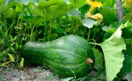 The most popular green pumpkin varieties and features of their cultivation