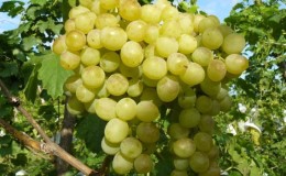 Classic universal grape variety