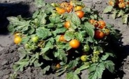 How to grow tomatoes