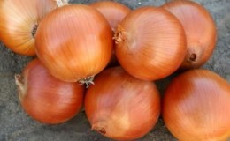 Unpretentious and frost-resistant onion variety 