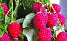 When is it better to plant raspberries in the middle lane - in spring or autumn