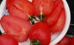 Tomato variety