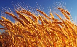 What is wheat, what family it belongs to - full description