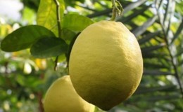An unpretentious lemon variety Jubilee for beginner flower growers
