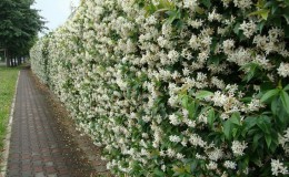 Honeysuckle and other varieties of decorative honeysuckle in landscape design