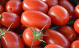 Yielding, early ripening, undemanding to care and ideal for conservation tomato