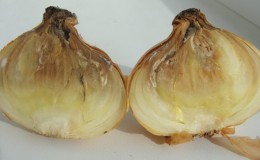 What to do if the onion rots during storage and in the garden