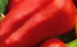 Early ripe, sweet and juicy variety of pepper