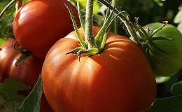 A variety of tomatoes that will definitely not disappoint you - Tomato