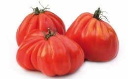 A favorite of farmers among tomatoes: Tomato Bull's Heart, characteristics and description of the variety
