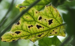 What are the diseases of eggplant in the greenhouse and how to deal with them