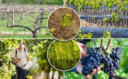 August Grape Care Guide & Tips from Experienced Winegrowers