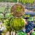 Guide to caring for grapes in spring after opening