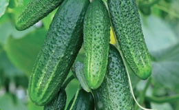 Early ripe hybrid of cucumbers