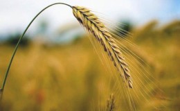 What is sown rye and what does it look like