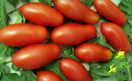 Why gardeners like the Delicacy tomato so much and how to grow it on your plot, having received a bountiful harvest