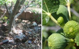 How much and how often to water figs in the summer: instructions for beginners