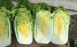 Diet for weight loss on Chinese cabbage: principles, approximate diet, reviews and results