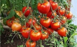 The hybrid that summer residents advise is the Tarasenko 2 tomato and its positive qualities