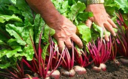 Rules for obtaining a rich harvest of beets: growing in the open field and care