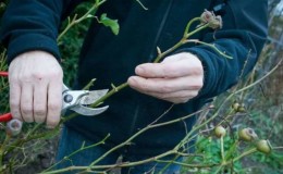 Why do you need pruning a climbing rose after flowering in summer and how to carry it out correctly