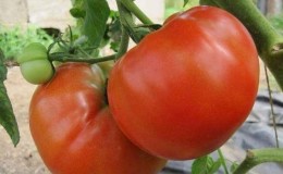 Dutch tomato