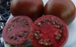 Unusual and aesthetic variety of tomato