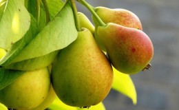 A selection of the best varieties of the most delicious winter-hardy pears for Siberia