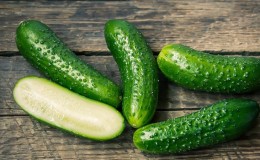 Gift from German breeders - cucumbers