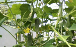 How to plant cucumbers in July in a greenhouse and is it possible to do it