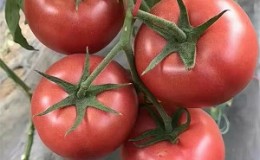 Why the early maturing Dutch hybrid