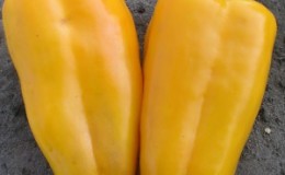Dutch hybrid pepper