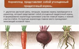 We analyze the structure of the root system of carrots - what are its features