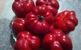 Review of the Novogogoshary pepper variety: reviews of farmers, advantages and disadvantages, nuances of growing