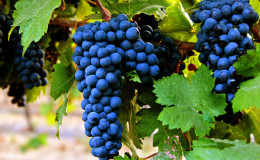 Early ripe dark-skinned grape variety