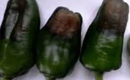 What to do if the fruits of the peppers turn black: identify the cause and effectively fight it